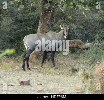 Männliche Nilgai (Boselaphus Tragocamelus), auch bekannt als Nilgau oder blau Stier in ihrem natürlichen Lebensraum. Tierwelt Tier in Indien ein Stockfoto