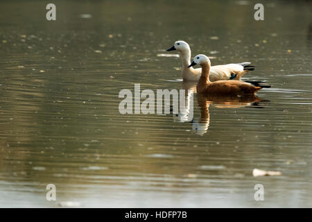 Zwei rötliche Brandgänse (Tadorna Ferruginea) auf natürlichen Lebensraum, Keoladeo National Park, Bharatpur, Rajasthan Stockfoto