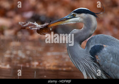 Great Blue Heron mit Blättern und Fathead Elritze Stockfoto