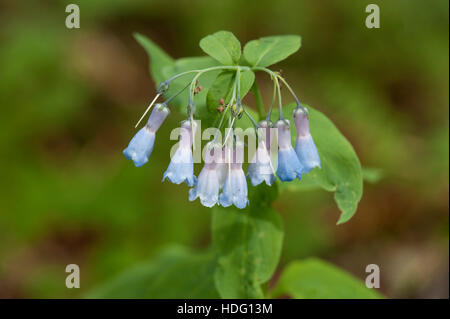 Berg-Glockenblumen aka hoch Fringed Glockenblumen aka hoch läuten Glocken (Mertensia Ciliata) auf Colorado Grand Mesa Stockfoto