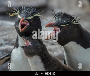 Felsenpinguin (Eudyptes Chrysocome) Familie Stockfoto