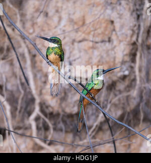 Rufous-tailed Jacamar (Galbula Ruficauda) paar Stockfoto