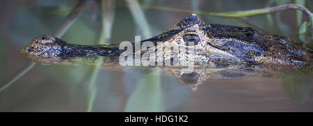 Yacare Kaiman (Caiman Yacare) hautnah mit Reflexion Stockfoto