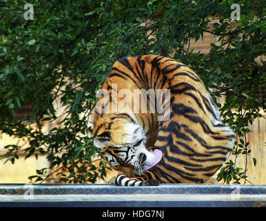 Kunming, Kunming, China. 5. Dezember 2016. Kunming, CHINA-Dezember 5 2016: (nur zur redaktionellen Verwendung. CHINA HERAUS). Ein Tiger lecken seinen Schweif in der Yunnan Provinz Wild Animal Zoo in Kunming, Hauptstadt der Provinz Süd-China Yunnan, 5. Dezember 2016. © SIPA Asien/ZUMA Draht/Alamy Live-Nachrichten Stockfoto