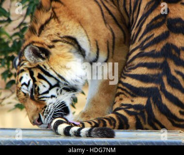 Kunming, Kunming, China. 5. Dezember 2016. Kunming, CHINA-Dezember 5 2016: (nur zur redaktionellen Verwendung. CHINA HERAUS). Ein Tiger lecken seinen Schweif in der Yunnan Provinz Wild Animal Zoo in Kunming, Hauptstadt der Provinz Süd-China Yunnan, 5. Dezember 2016. © SIPA Asien/ZUMA Draht/Alamy Live-Nachrichten Stockfoto