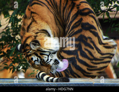 Kunming, Kunming, China. 5. Dezember 2016. Kunming, CHINA-Dezember 5 2016: (nur zur redaktionellen Verwendung. CHINA HERAUS). Ein Tiger lecken seinen Schweif in der Yunnan Provinz Wild Animal Zoo in Kunming, Hauptstadt der Provinz Süd-China Yunnan, 5. Dezember 2016. © SIPA Asien/ZUMA Draht/Alamy Live-Nachrichten Stockfoto