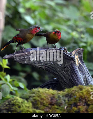 Baoshan. 10. Dezember 2016. Foto aufgenommen am 10. Dezember 2016 zeigt zwei Crimson-winged Liocichlas im Wald am Gaoligong Berg von Baoshan Stadt, der südwestlichen chinesischen Provinz Yunnan. 525 bekannten Vogelarten in Gaoligong Berg zog viele Vogelbeobachter und Naturfotografen vor kurzem. © Chen Haining/Xinhua/Alamy Live-Nachrichten Stockfoto