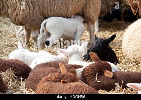 Schafe und Lämmer in das Heu für den Hintergrund verwenden Stockfoto