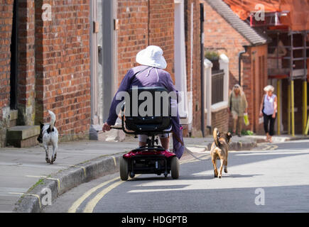 Senioren Behinderte Frau auf Mobilität Roller mit zwei Hunden auf einer Straße bei Shrewsbury, Shropshire, England, UK Stockfoto