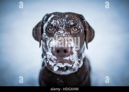 Brauner Labrador Retriever sucht lustig mit Schnee über das ganze Gesicht. Stockfoto