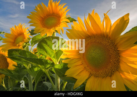 Sonnigen Sonnenblumen in Davis Stockfoto