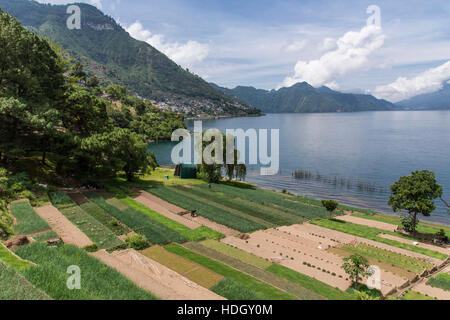 Blick auf Lake Atitlan in Richtung San Antonio Palopo, Guatemala.  Terrassenförmig angelegten Feldern im Vordergrund.  Männer, die in Bereichen tätig. Stockfoto