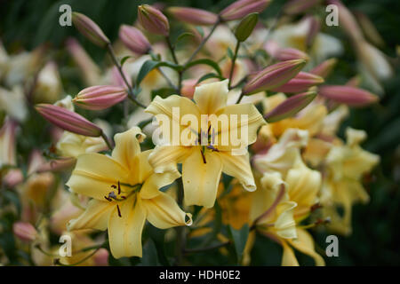 Gelbe Lilie üppigen Blumen hautnah Lilium Orania Stockfoto