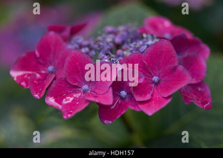 Dunkel Rosa Hortensie Blume Nahaufnahme Stockfoto