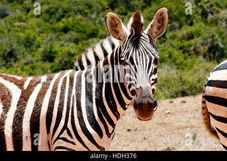 Zebra Blick auf was du tust. Stockfoto