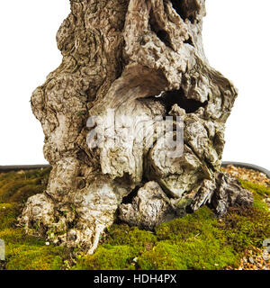 Alten Stamm eines Olivenbaums als Bonsai mit Moos Stockfoto