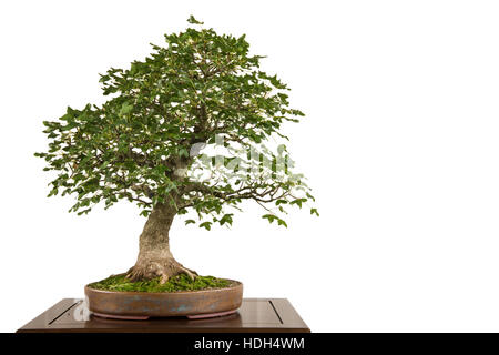 Weiß isoliert französischer Ahorn (Acer Monspessulanum) als Bonsai-Baum Stockfoto