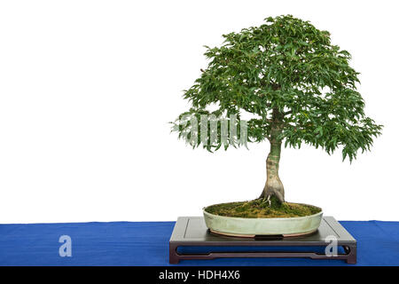 Löwen Kopf Bonsai Ahorn (Acer Palmatum) mit Textfreiraum Stockfoto