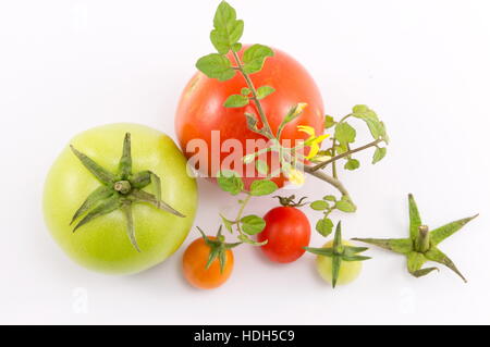 Grüne und rote Tomaten und Blätter auf weißem Hintergrund Stockfoto