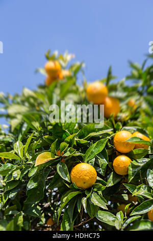 Orangen wachsen auf Baum, Cruz Dos Madeiros, Algarve, Portugal Stockfoto