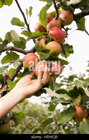 Hand der Frau Kommissionierung Apfel vom Baum im Obstgarten beschnitten Stockfoto