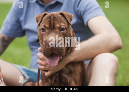 Ein Shar-pei/Staffordshire Terrier-Mix, sitzt mit seinem Besitzer in einem park Stockfoto