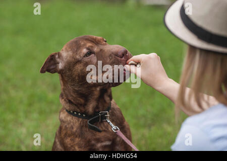 Eine junge Frau, die Fütterung ihrer Shar-pei/Staffordshire Terrier ein Genuss Stockfoto