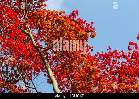 Acer Japonicum Vitifolium, Full Moon Ahorn Blätter im Herbst, Westonbirt Arboretum, Gloucestershire, Enhgland, UK Stockfoto