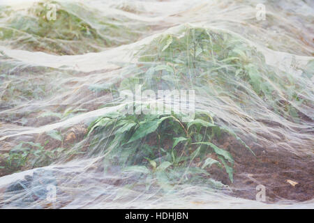 Gartenbau Vlies abdecken eines Bestandes. Stockfoto