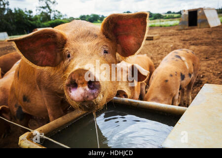 Drei Schweine in einem Feld, man trinkt aus einem Trog. Stockfoto