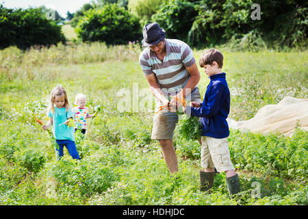 Ein Mann und drei Kinder halten Karotten im Gemüsebeet. Stockfoto