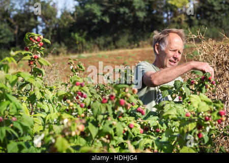 Ein Mann weich Obsternte, Herbst Himbeeren aus den Stöcken in der prallen Sonne. Stockfoto