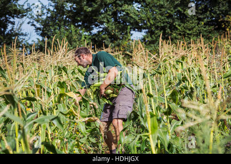 Ein Mann, Ernte reif süß Maiskolben, Stockfoto