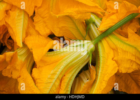 Gelbe Zucchini-Blüten. Stockfoto