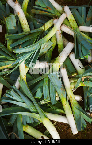 Frisch geernteter Lauch mit weißen und grünen Blättern. Stockfoto