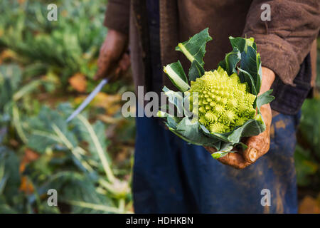 Ein Mann, einen geernteten Blumenkohl in den Händen hält. Stockfoto