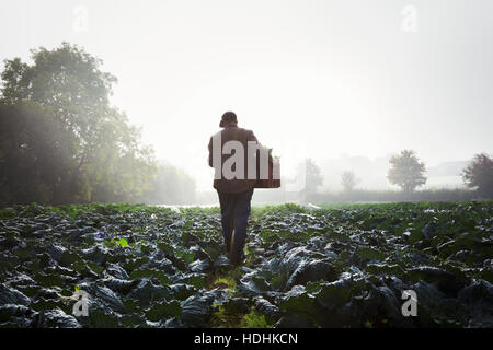 Eine Person, die durch die Reihen der Gemüse in einem Feld, Nebel steigt über die Felder gehen. Stockfoto