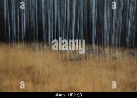 Eine Espe Wald im Herbst. Dünne weiße Baumstämme der Beben aspen bei schwachem Licht mit herbstlichen Unterwuchs. Stockfoto