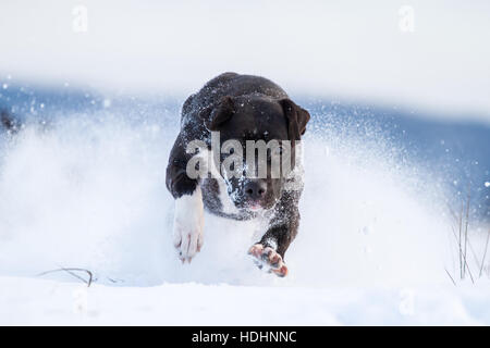 American Pit Bull Terrier genießen den Schnee Stockfoto