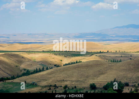 Endlose goldene Farbe kasachischen Rasen Landschaft Stockfoto