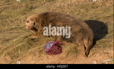 Kegelrobben Kuh in Arbeit und die Geburt eines Welpen. Eine Szene aus dem Arbeitsprozess Stockfoto