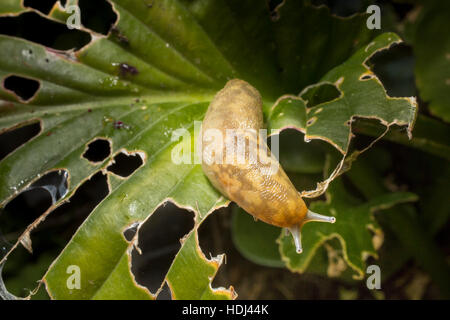 Eine Schnecke auf einer Schnecke beschädigt Hosta Blatt in einem Garten in London. Stockfoto