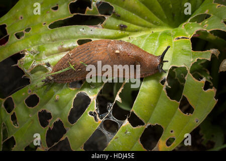 Eine Schnecke auf einer Schnecke beschädigt Hosta Blatt in einem Garten in London. Stockfoto