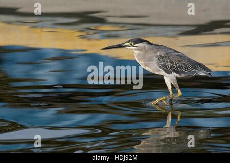 Wenig (gerastert) Reiher - Butorides Striata - stehen im flachen Wasser mit Reflexionen von blauen, gelben und grauen abstrakte Muster Stockfoto