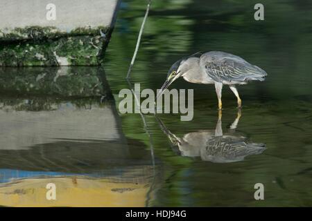 Kleiner Reiher - Butorides Striata - Angeln im flachen Küstengewässer in der Nähe ein Fischerboot mit Reflexionen, in Malaysia. Stockfoto