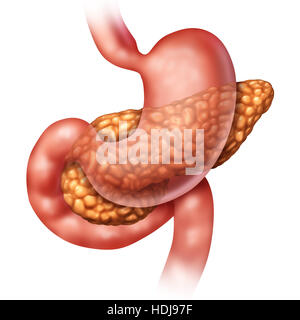 Bauchspeicheldrüse medizinisches Konzept und menschliche Organ als ein Panceatic Verdauungsdrüse Körperteil mit Magen und Darm als Symbol für die endokrine Syst Gesundheit Stockfoto