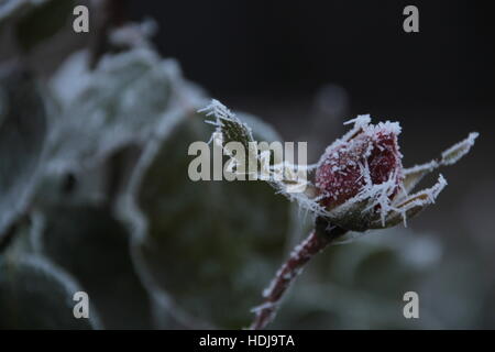 Frostigen Tag mit Iced treibt Stockfoto