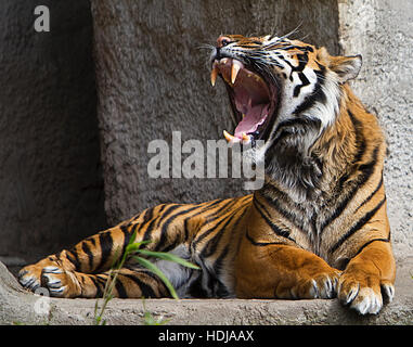 Vorderansicht Nahaufnahme Schuss von einem Tiger brüllen Stockfoto