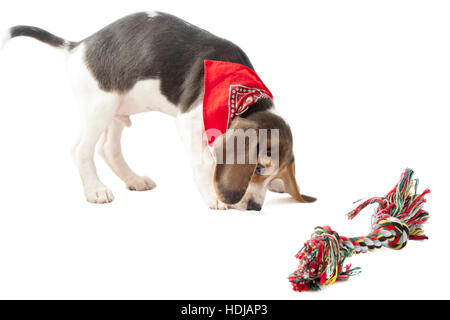 Beagle Welpen spielen mit bunten Seil isoliert auf weiß Stockfoto