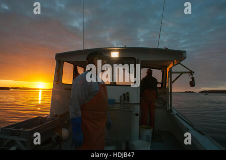 Lobster Boot Köpfe in der Morgendämmerung; Yarmouth, ME Stockfoto